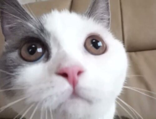 ブリティッシュショートヘアー子猫　British Shorthair　2023.2.12産まれ　ブルー&ホワイト　女の子　シーダキャット猫のお店