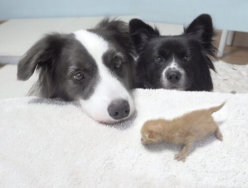 My Border Collies Meet Tiny Kitten Rescued from Death