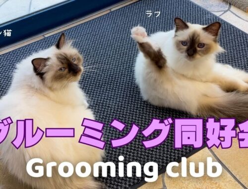 バーマン猫ミカとラフとウリとガブ【グルーミング同好会】Grooming club（バーマン猫）Birman/Cat