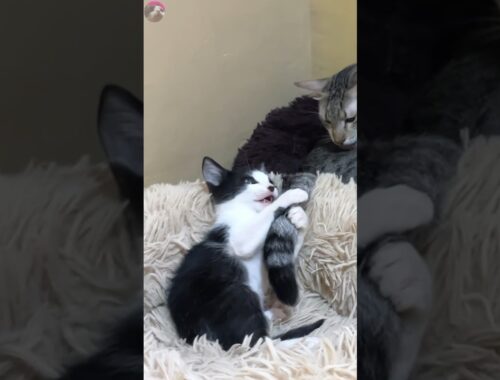 Older Cat's Tail Becomes the Ultimate Plaything for an Endearing Rescued Kitten #shorts