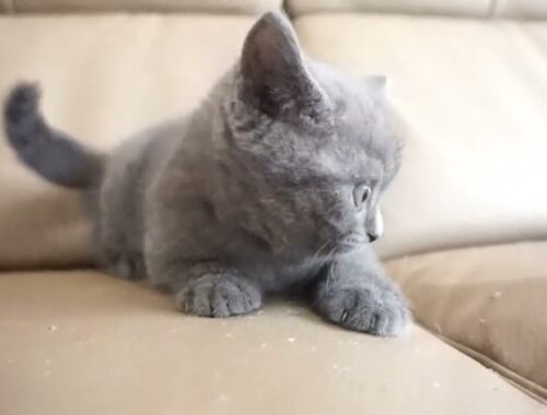 ブリティッシュショートヘアー子猫　British Shorthair　2023.7.10産まれ　ブルー　男の子　シーダキャット猫のお店