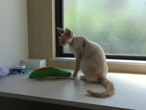 デボンレックス猫が新しい蹴りぐるみで遊んでいます(Devon Rex cat playing with a new toy)