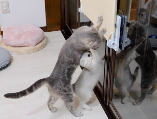 "Leave it to me! ' said to the mother cat, the kitten was too cute.