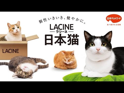 日本猫専用フード【ラシーネ 日本猫】