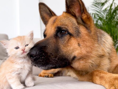 German Shepherd is Trying to Make Friends with a Tiny Kitten