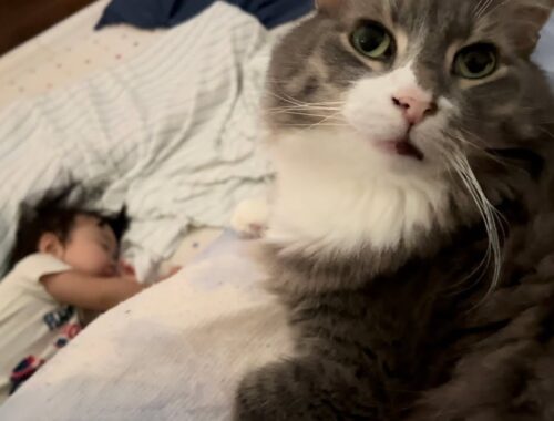 家族を順番に起こそうとする猫　ノルウェージャンフォレストキャット　Cat trying to wake up family in order