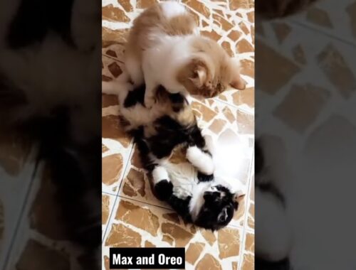 Persian Cats | Matting Video 🎥 | White and Brown Cats | Compilation #008 #kitty #cat #catlover