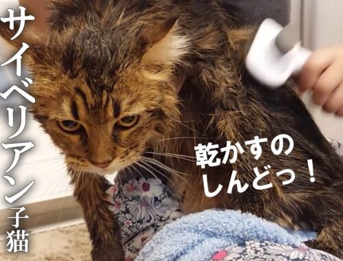【中編】サイベリアン子猫を初めてシャンプー！飼い主も初体験②　乾かすのってすごく大変。まったく乾かない…