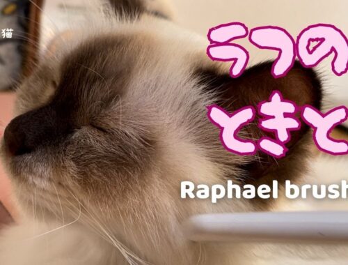 バーマン猫ラフ【ラフのときとき】Raphael brushing（バーマン猫）Birman/Cat
