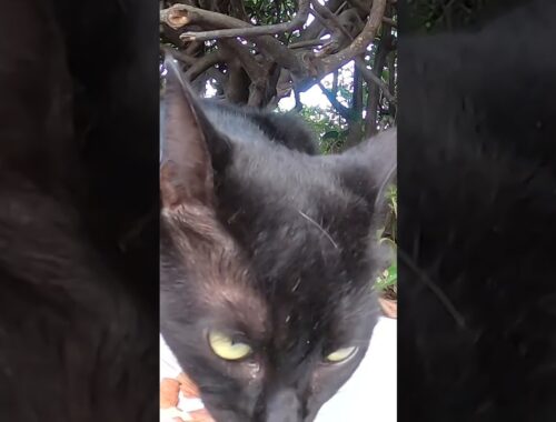 地域猫　黒猫ルナ　にごはんをあげました。I gave food to the local cat Brown Cat Chami Black Cat Luna. Vol.679-2