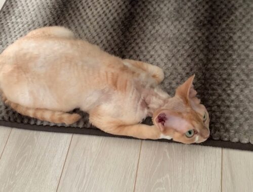 デボンレックス猫が変な格好でくつろいでいます(Devon Rex cat relaxing with a funny posture)
