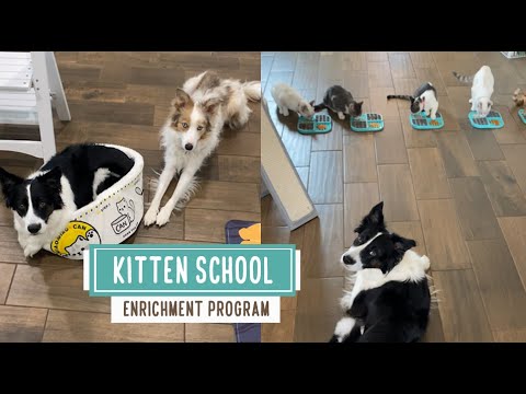 Enrichment program -- Kitten School
