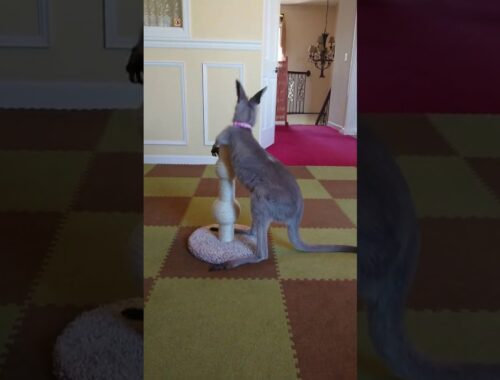 16.戦うカンガルー(Roony the kangaroo)