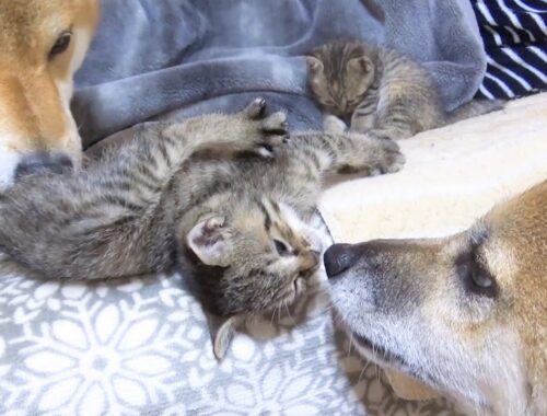 【R村の歴史】キジトラ子猫2匹と距離が近くなった柴犬たちの優しさが溢れる1日