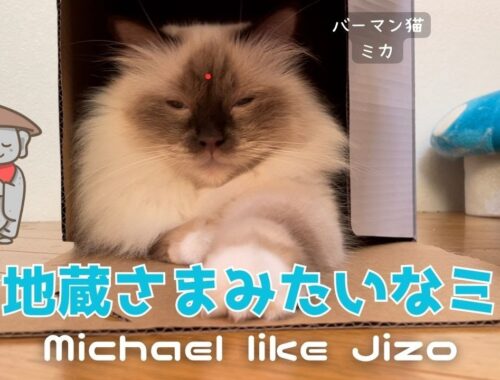 バーマン猫ミカ【お地蔵さまみたいなミカ】Michael like Jizo（バーマン猫）Birman/Cat