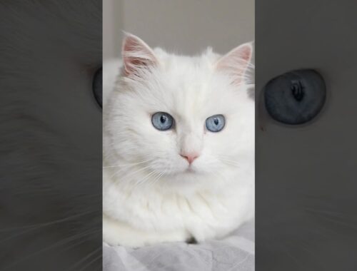 cats | white cats #viral #pets #cat #shorts #catlover #viralvideos #tiktok