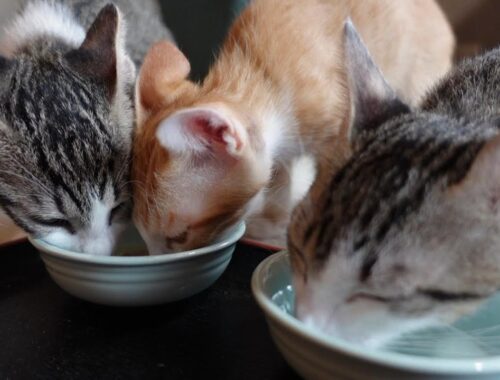 子猫たちに初めてスープをあげてみたらこうなりました…