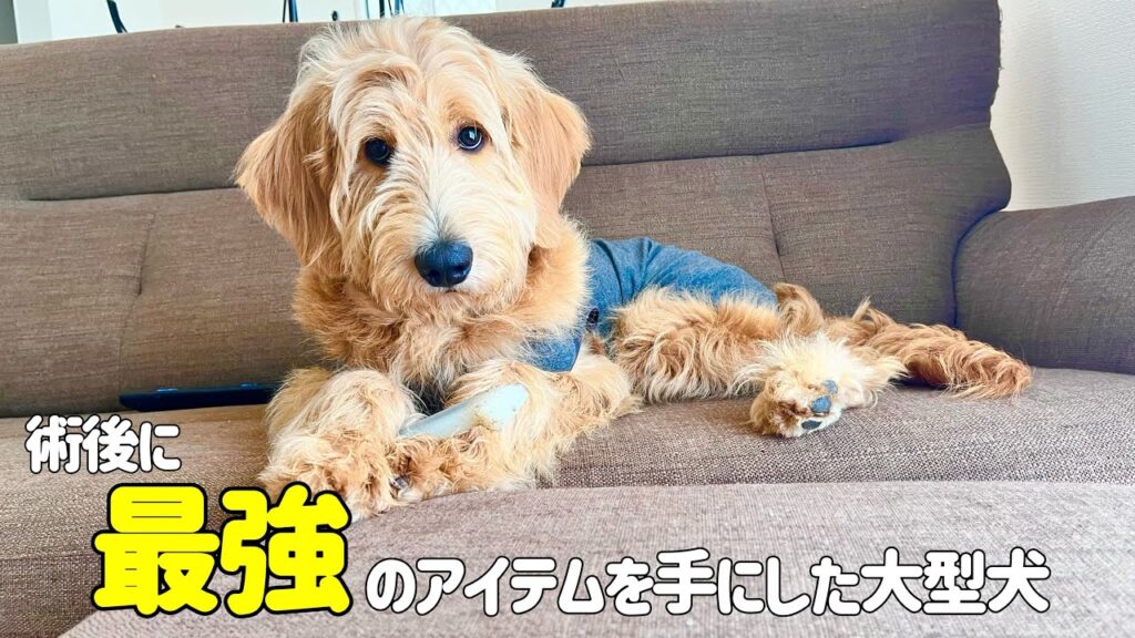 術後の最強アイテムを手にしたゴールデンドゥードル