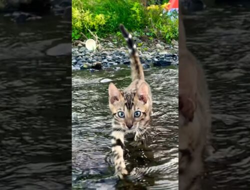 Perjalanan Anak Kucing Petualang Part 1  Lembah Bajuin || si Foy