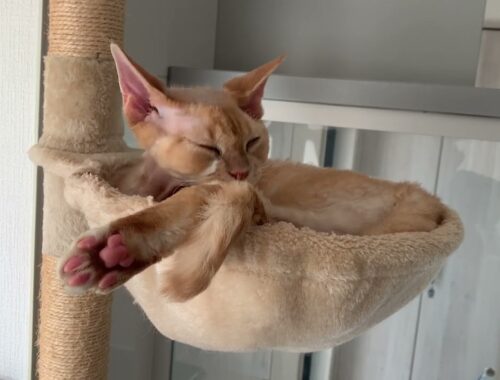 デボンレックス猫がハンモックでグルーミングしています(Devon Rex cat grooming in his favorite hammock)