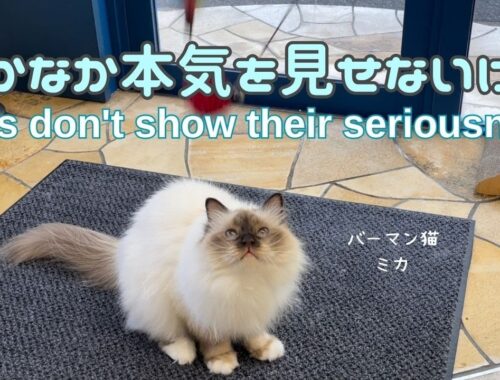 バーマン猫ミカ【なかなか本気を見せないけど】Cats don't show their seriousness（バーマン猫）Birman/Cat
