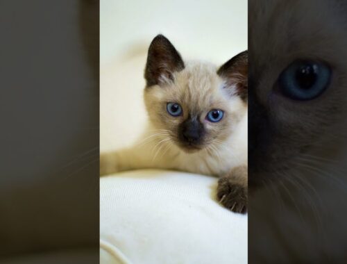 5 Facts about Siamese cats 🐱🐈#siamesecats