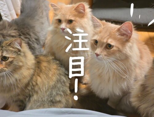 猫7匹！夜中のおやつタイム！【サイベリアン・ノルウェージャンフォレストキャット】