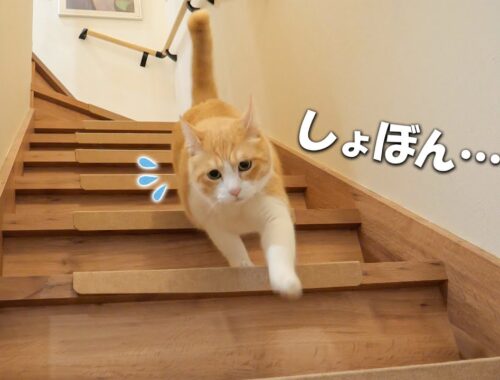 なぜか階段を降りるときに悲しそうな顔をしてしまう猫がかわいすぎましたｗｗｗ