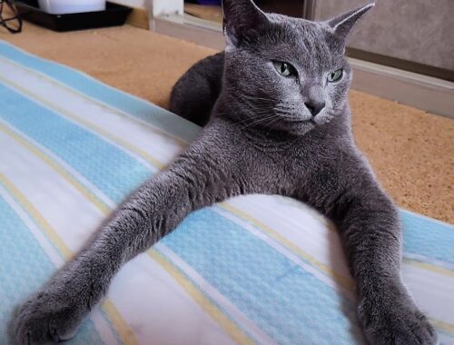 【猫動画】嫁の昼寝用マットを使いたいロシアンブルー【russianbule】Russian Blue who wants to use his owner's nap mat