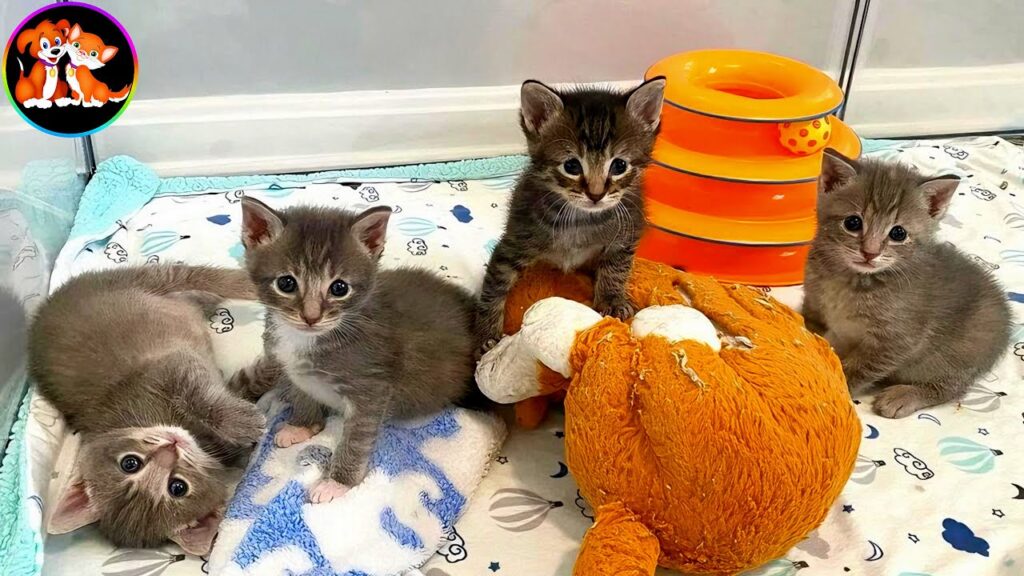 Four kittens found outside at one week old, now a close knit group Four kittens found outside at one week old, now a close knit group