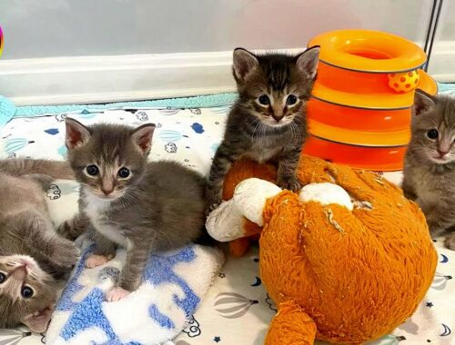 Four kittens found outside at one week old, now a close knit group