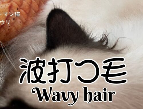 バーマン猫ウリ【波打つ毛】Wavy hair（バーマン猫）Birman/Cat