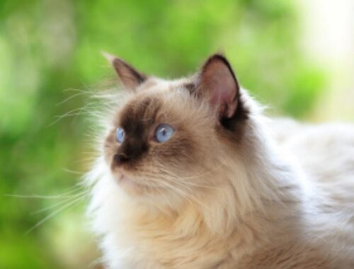 シャムカラーフェイスと青い目が魅力的なヒマラヤンの誕生と特徴 - Japan Pets