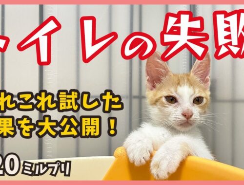 子猫のトイレ失敗はこうして直す！？参考にならない不思議ちゃんですが、可愛いのでお許しください。【アイドル猫・ミルプリ20】/ cute kittens are idols