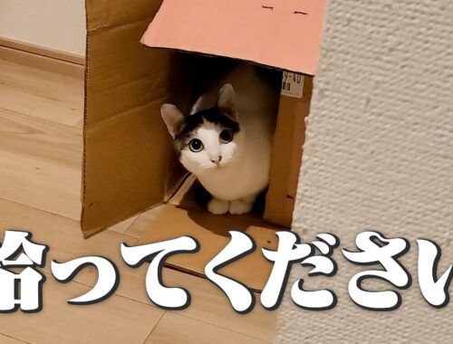 レトロなみかんの段ボール×キジトラ日本猫のコラボが可愛すぎる