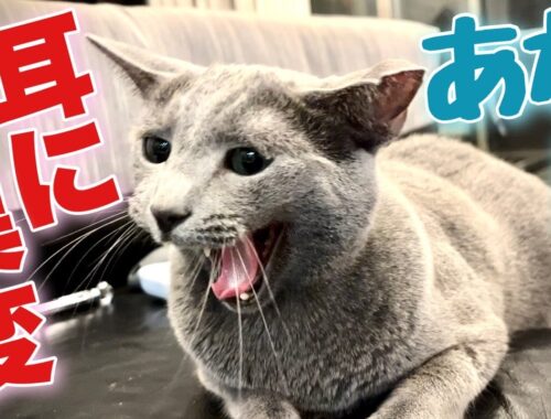 ロシアンブルー | 猫にも稀に起こる耳血腫とは？ [Russian Blue cat Kotetsu] What is a rare ear hematoma in cats?