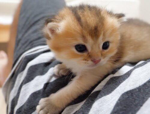 Tiny kitten is the cure for my depression. Who's next?