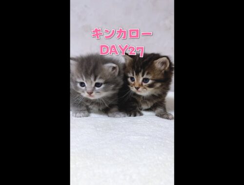 【今日もふ】キンカロー子猫のんびり兄妹さん♡DAY27【2023年2月9日】