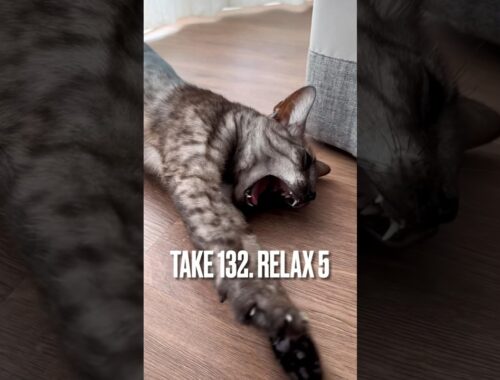 【#窓辺 で#まったり猫 にゃ】#溶ける #猫のあくび #ねこのいる生活 #リラックス #relax #エジプシャンマウ #猫 #ねこ #shorts