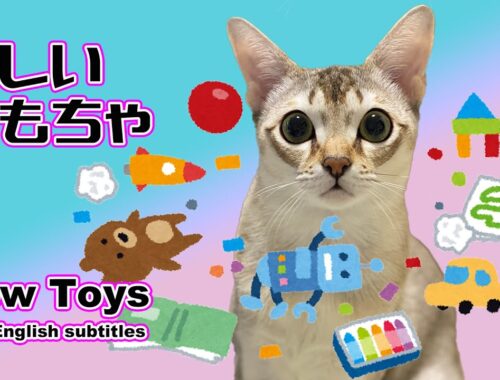 【シンガプーラ】新しいおもちゃで狩の練習している猫がこちらです！生後５ヶ月目！Practice hunting with new toys！#kitten #cat #animals
