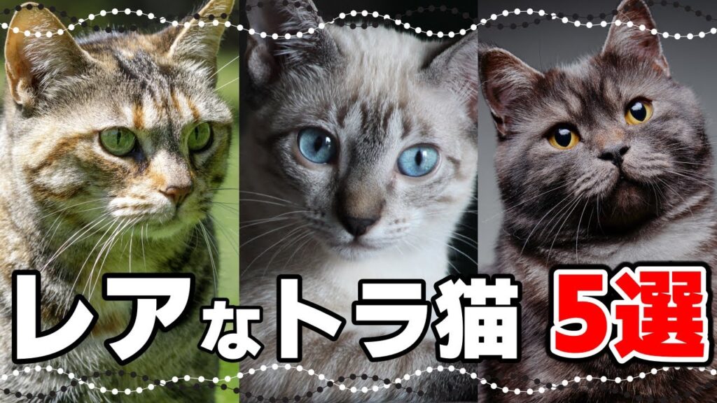 いくつ知ってる?珍しいトラ猫の毛色5選 いくつ知ってる?珍しいトラ猫の毛色5選