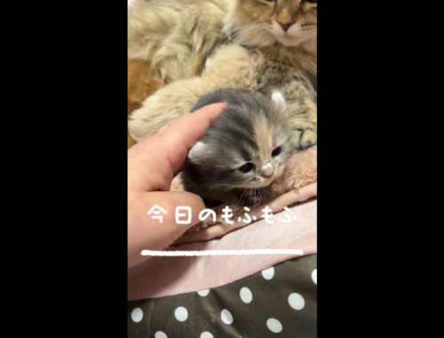 【今日もふ】おまんじゅう♡キンカロー子猫DAY13【2022年11月21日】