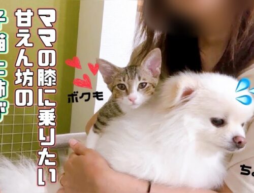 【保護猫】どうしてもママの膝に乗りたい甘えん坊の子猫と姉が可愛すぎるｗ