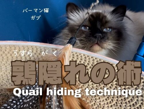 バーマン猫ガブとミカ【鶉隠れの術】Quail hiding technique（バーマン猫）Birman/Cat