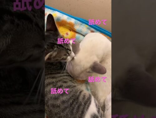 仲良しネコ2〜licking each other#トンキニーズ#キジシロ
