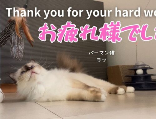 バーマン猫ラフ【お疲れ様でした】Thank you for your hard work（バーマン猫）Birman/Cat