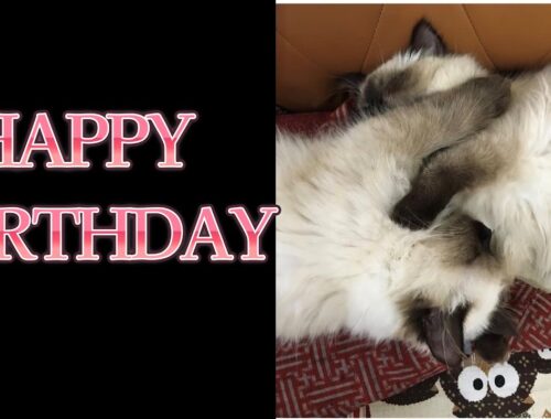 【猫】【誕生日】グリンとグラン３歳になりました　#子猫　#ヒマラヤン　#ラグドール　#猫