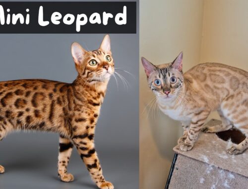 12 Things to Know Before Getting a Bengal Cat | The Cat Butler