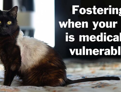Tips for Fostering When You Have an Immunocompromised Cat at Home