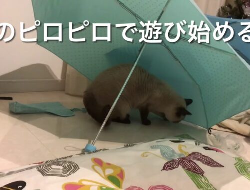 傘の中の猫 ※トンキニーズ※